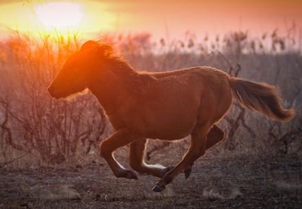 Wild mares in Letea, Danube Delta Wild mares in Letea, Danube Delta