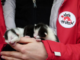 Gerettete Katzenbabys Gerettete Katzenbabys