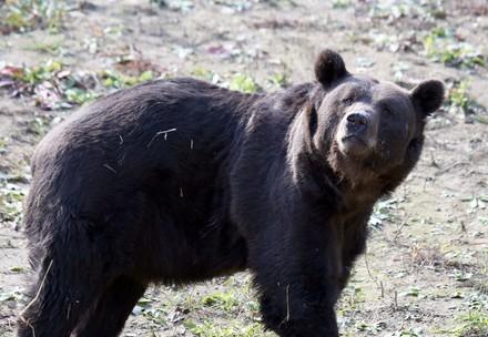 Bear Tyson Bear Tyson