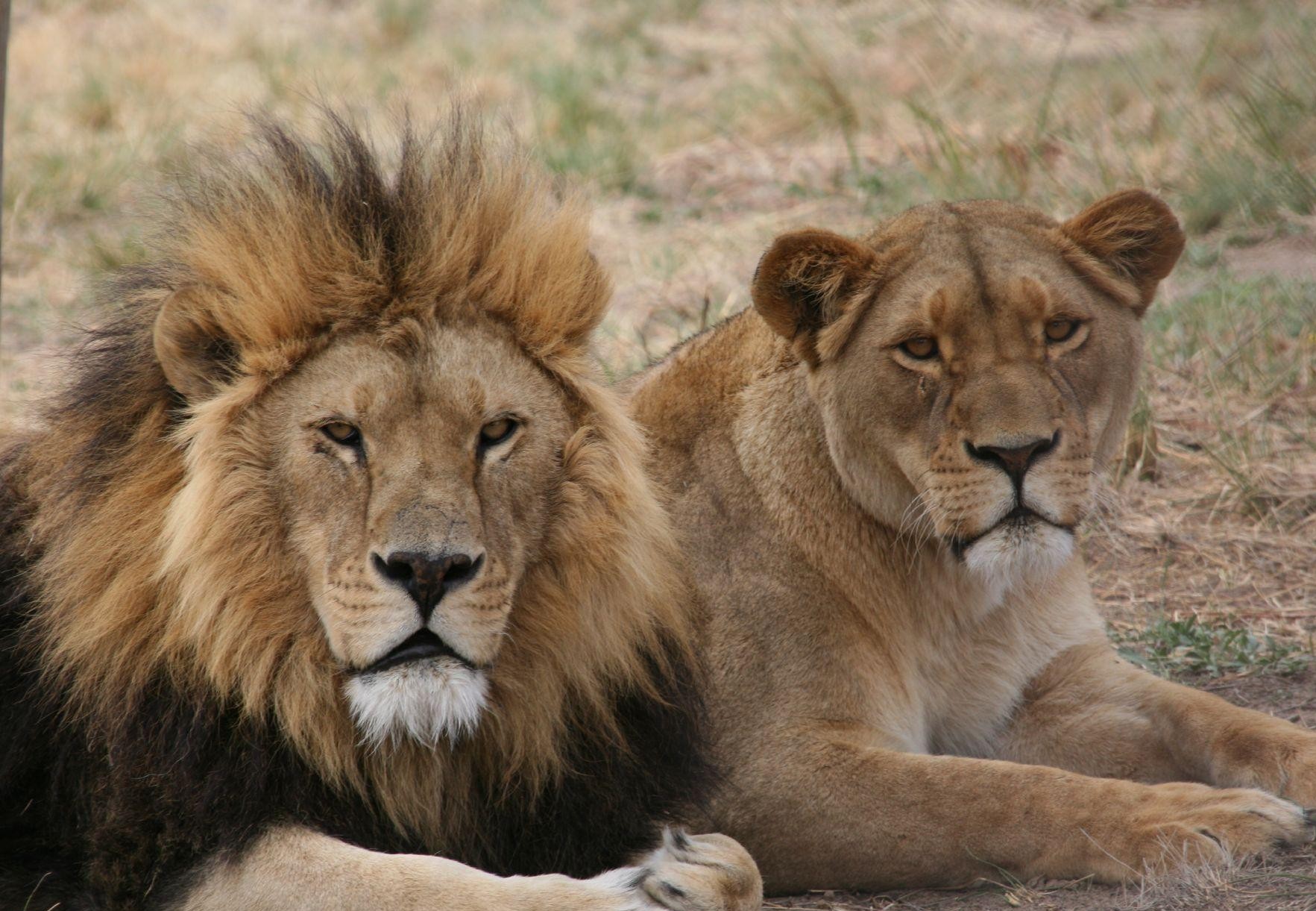 Lion and Lioness