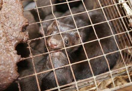 Mink farm