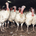 Turkeys in intensive farming Turkeys in intensive farming