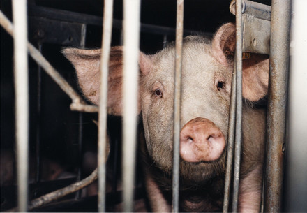 pig in a cage