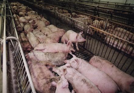 Pigs in stable