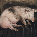 Pig on a farm with slatted floor Pig on a farm with slatted floor