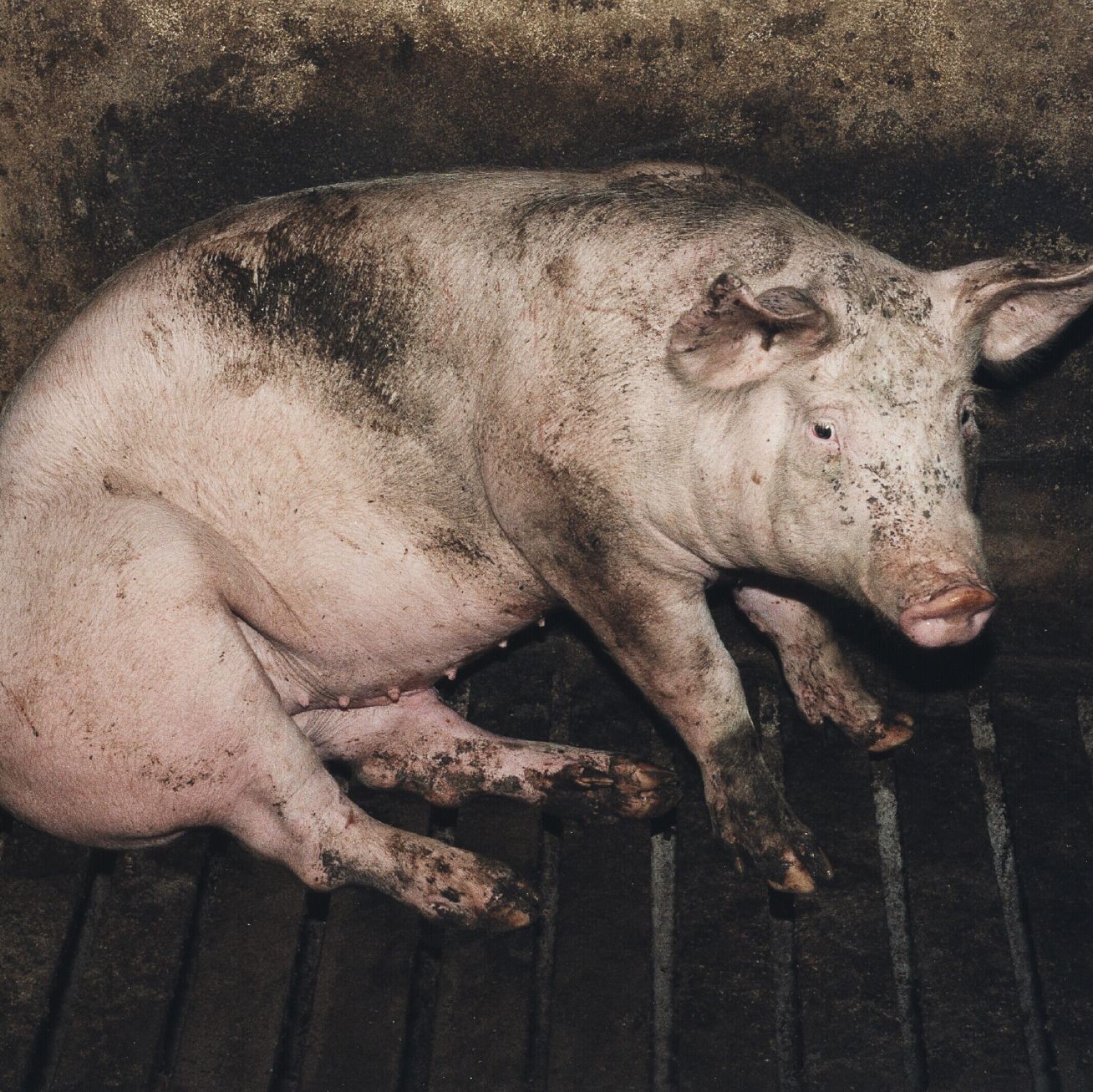 Pig in a cage with slatted floor Pig in a cage with slatted floor