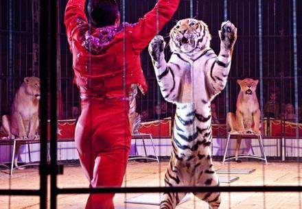Tiger in circus