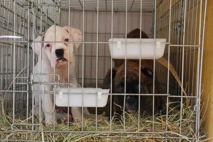 Puppies in a cage