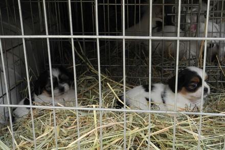 Puppies in a cage