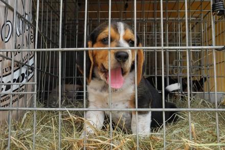 Puppies in a cage