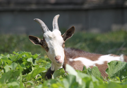 Age of Farm Animals