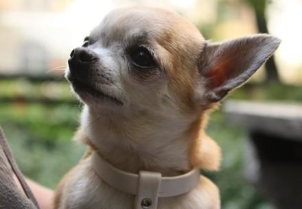 Chihuahua