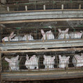 Rabbit farm Rabbit farm