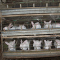 Rabbit farm Rabbit farm