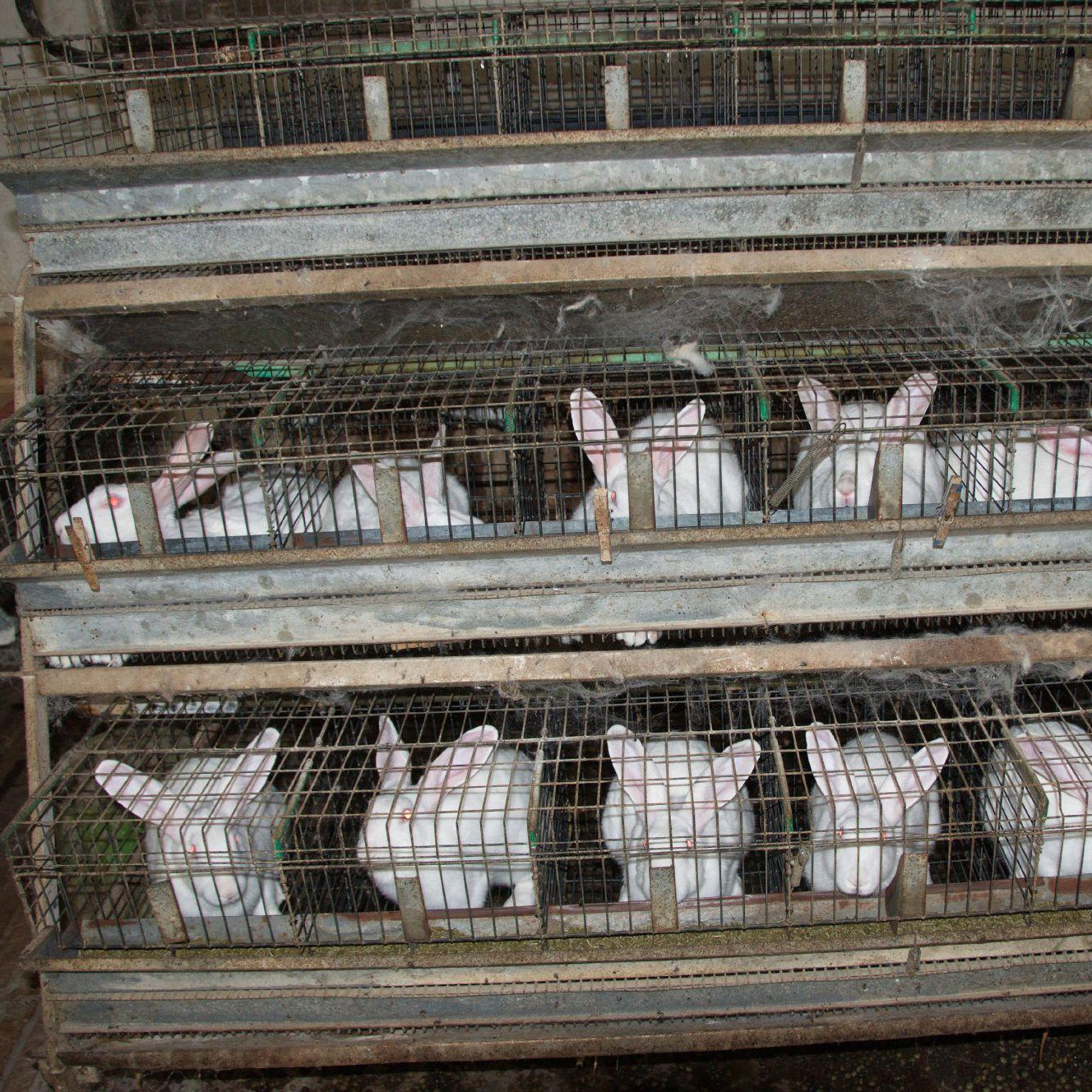 Rabbit farm Rabbit farm