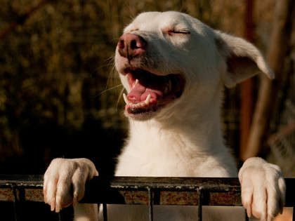Happy dog