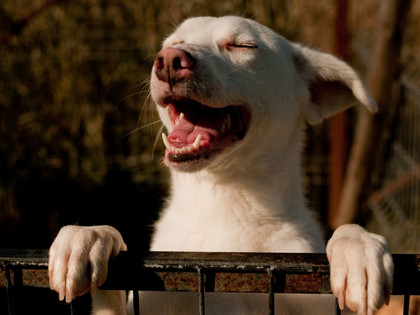 Be part of FOUR PAWS and help animals!