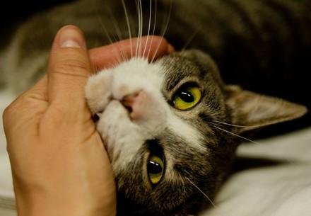 Cat is petted