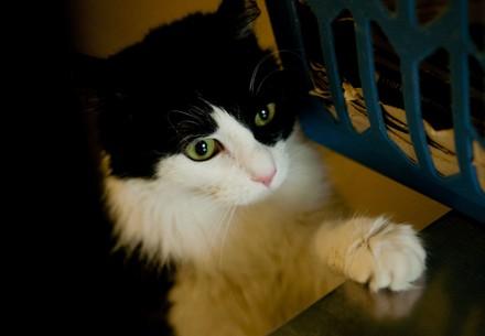 Cat at home