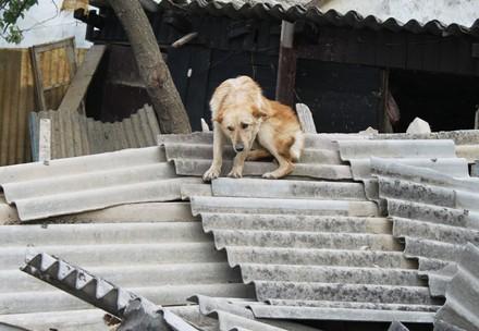 A dog seeks shelter on top of a pile of rubble during the Serbian floods A dog seeks shelter on top of a pile of rubble during the Serbian floods