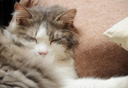 Pet cat sleeping
