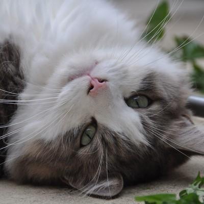 Happy cat
