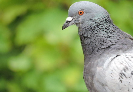 Pigeon