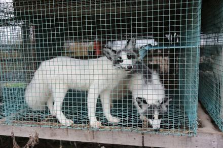 Foxes in a cage at a fur farm