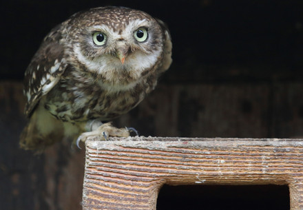 OWL & BIRDS OF PREY RESCUE STATION Haringsee Minerva's owl at the OWL & BIRDS OF PREY RESCUE STATION Haringsee