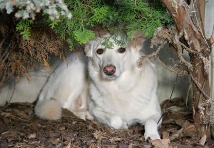 What to do, if you recognise abuse of animals? Hiding dog