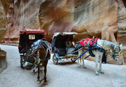 Horses on carriages who have to take tourists around Petra in Jordan