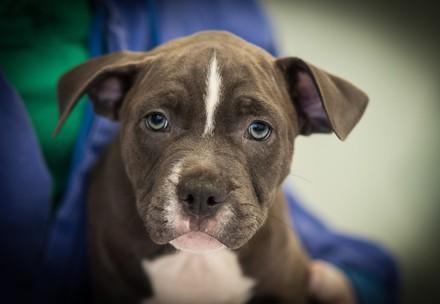Treated as breeding machines, mother dogs are repeatedly impregnated.