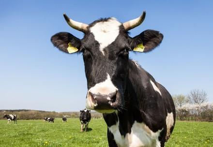 Dairy cow