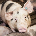 Pig with tagged ear Pig with tagged ear