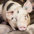 Pig with tagged ear Pig with tagged ear