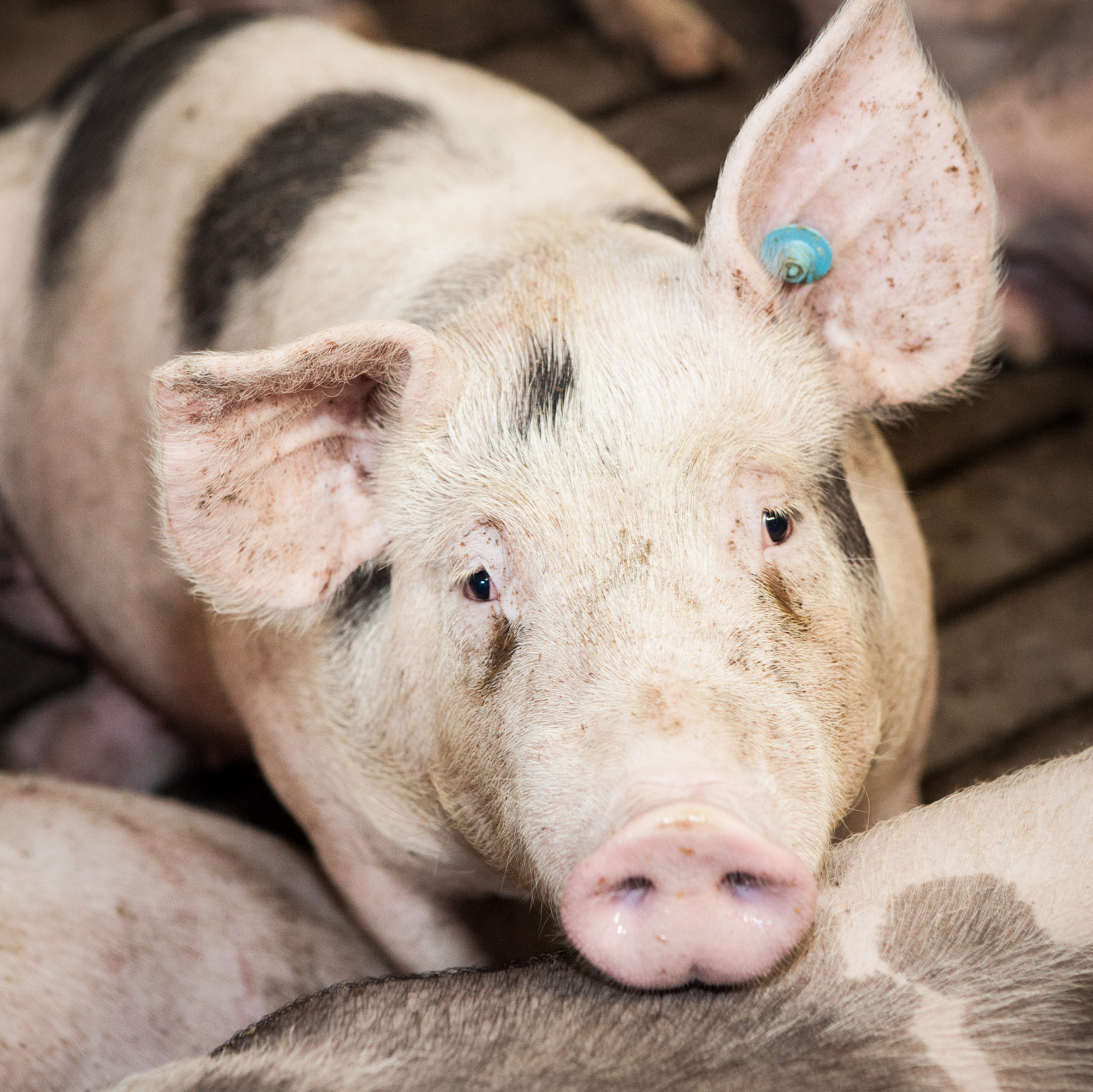 Pig with tagged ear