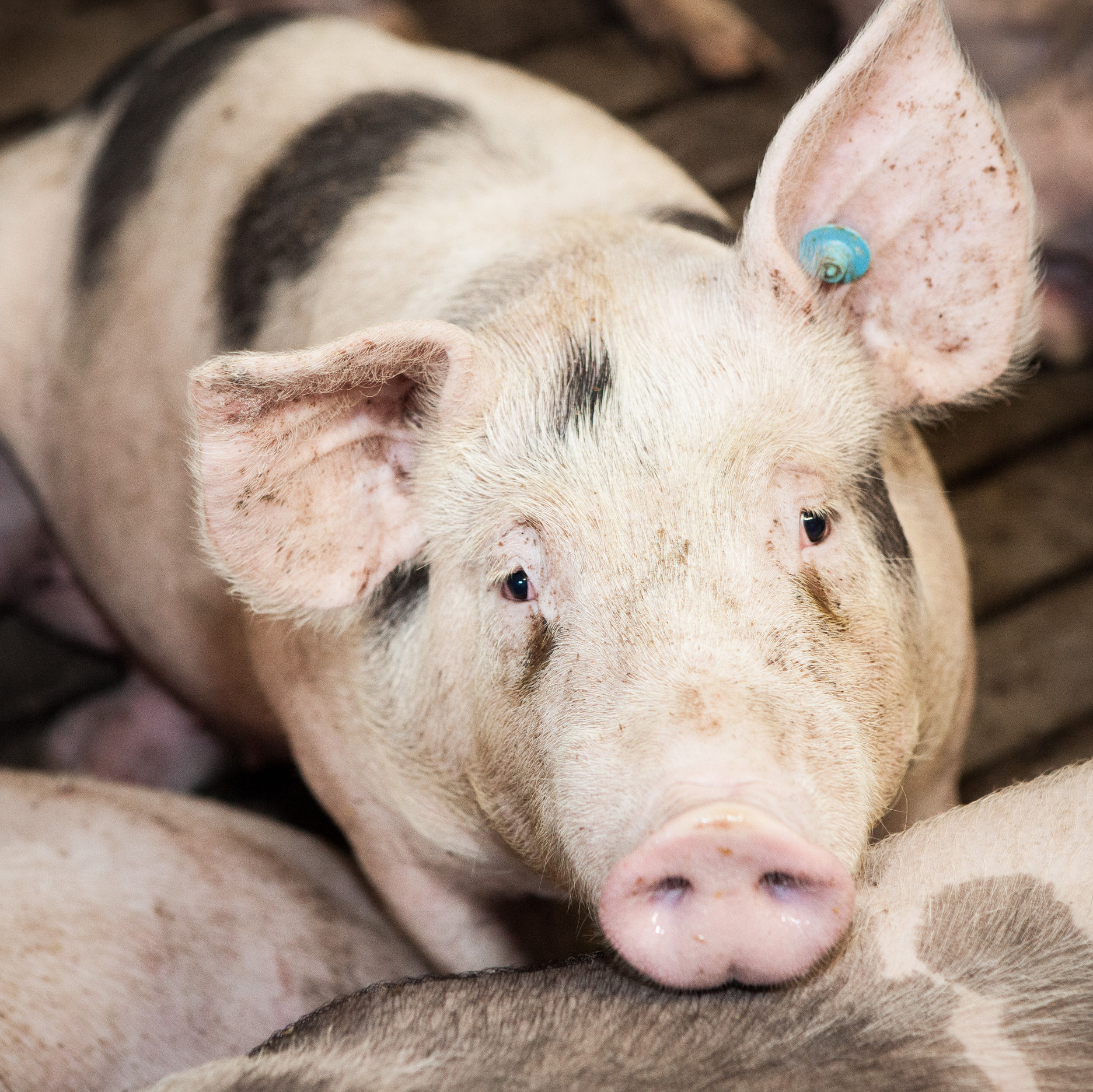 Pig with tagged ear