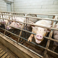 Pig in small cages in intense farming Pig in small cages in intense farming