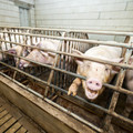 Pig in small cages in intense farming Pig in small cages in intense farming