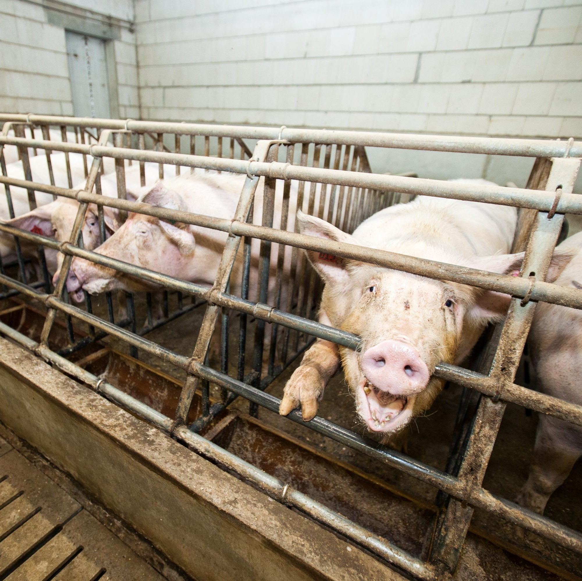 Pig in small cages in intense farming Pig in small cages in intense farming