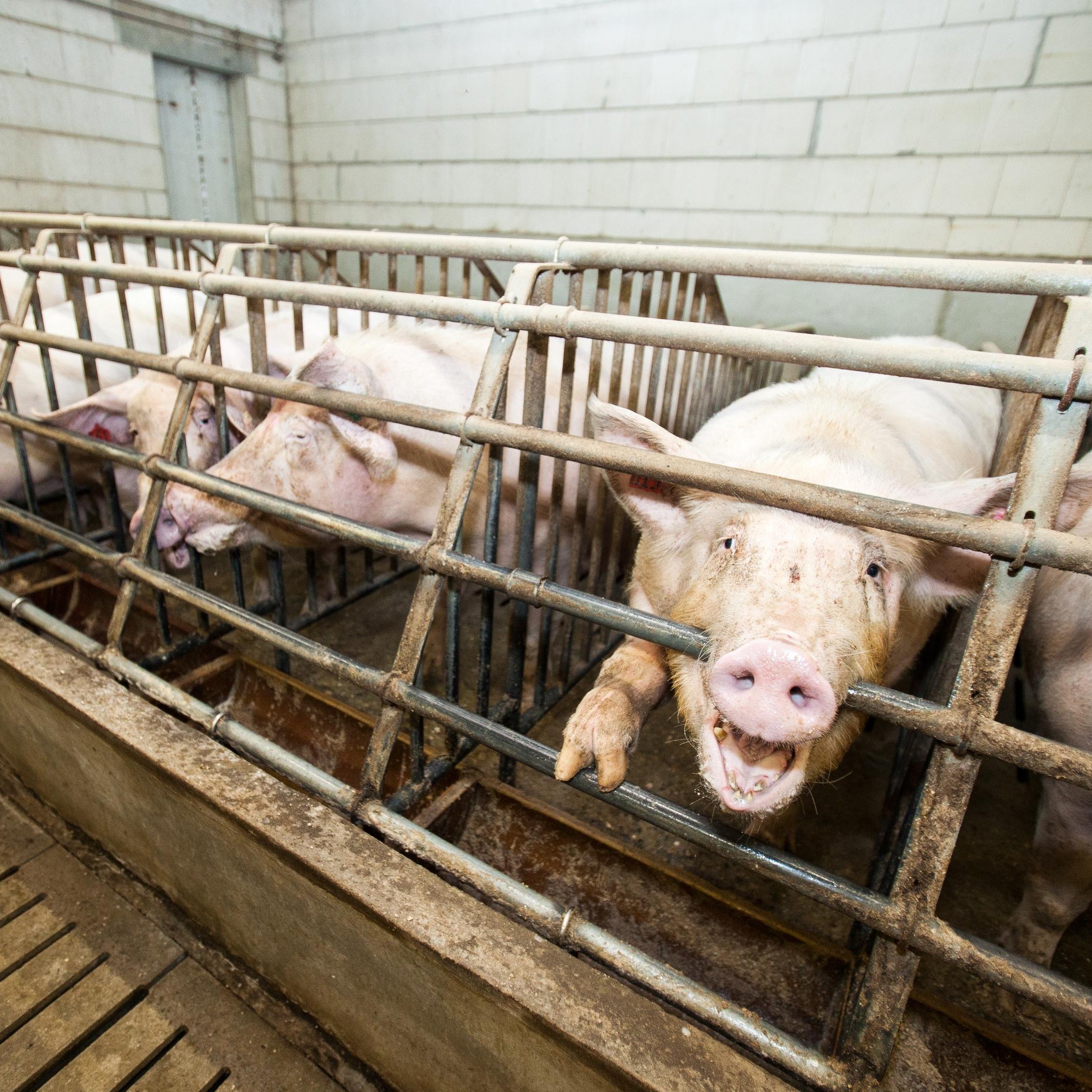 Pig in small cages in intense farming Pig in small cages in intense farming