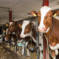 Tethered cattle indoors Tethered cattle indoors