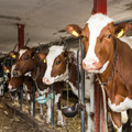 Cows tetherd indoors with not much space to move Cows tetherd indoors with not much space to move