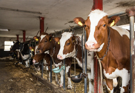 Dairy cows