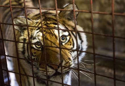 Caged tiger