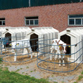 Calves kept in isolation Calves kept in isolation