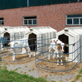Calves kept in isolation Calves kept in isolation