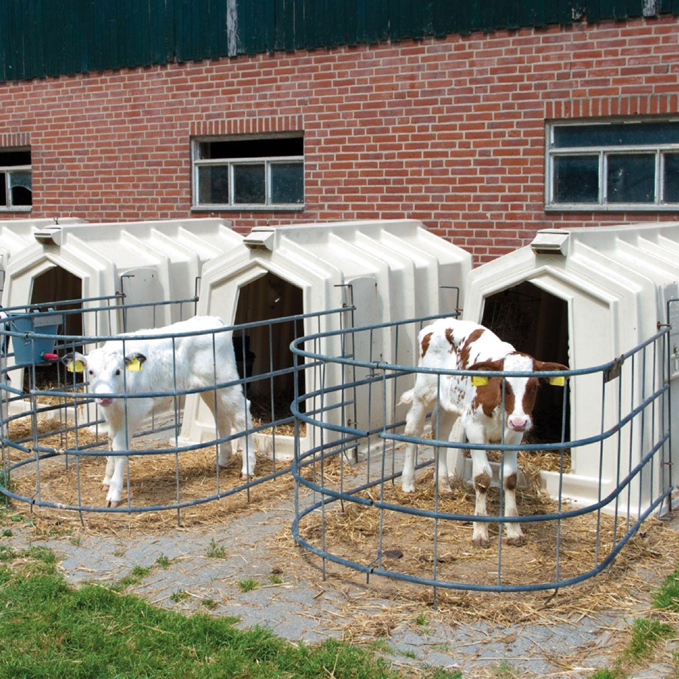 Calves kept in isolation Calves kept in isolation