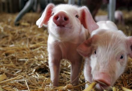 Piglets
