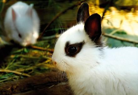 Two rabbits